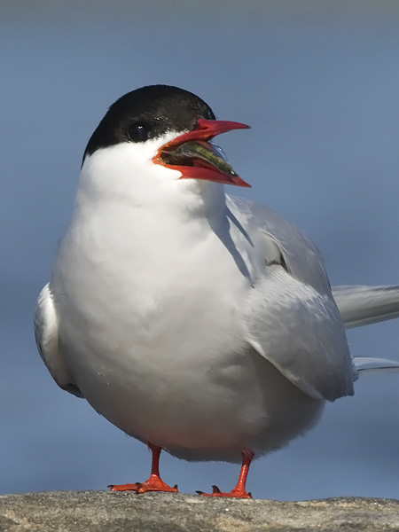 Lapintiira, Arctic Tern, Sterna paradisaea